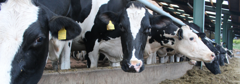 How-to: Utilise Farm Slurry Safely and Efficiently