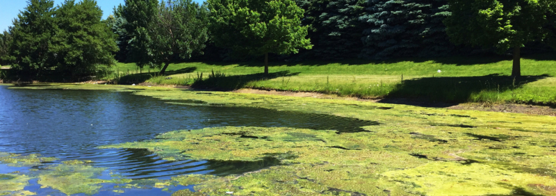 Mitigating Eutrophication with Aerator Pumps