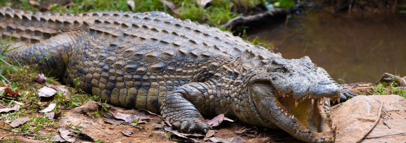 Automatic sump pumps for crocodile enclosure