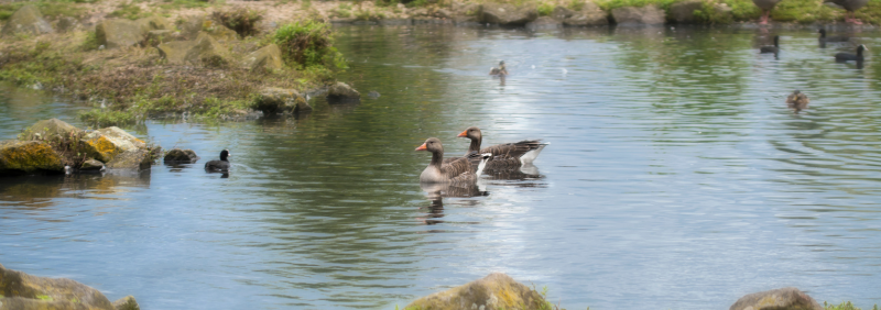 Custom Tilting Disc Check Valves for Rhyl Marine Lake 