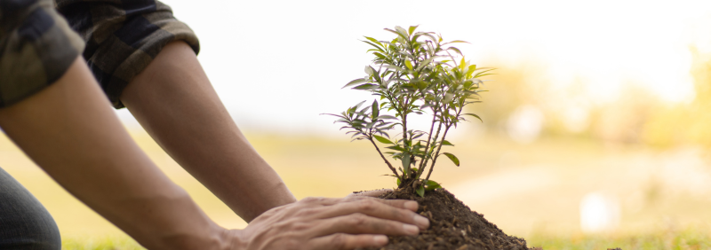 T-T Plants 250 Trees as Part of Ongoing Environmental Commitment