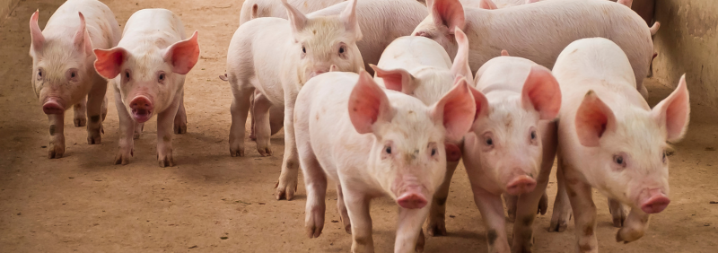 Separator System for Scottish Pig Farmer