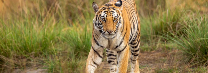 Urgent Electric Submersible Pump for Longleat Safari Park