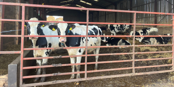 HBC Biocell slurry separator and cows on a dairy farm.