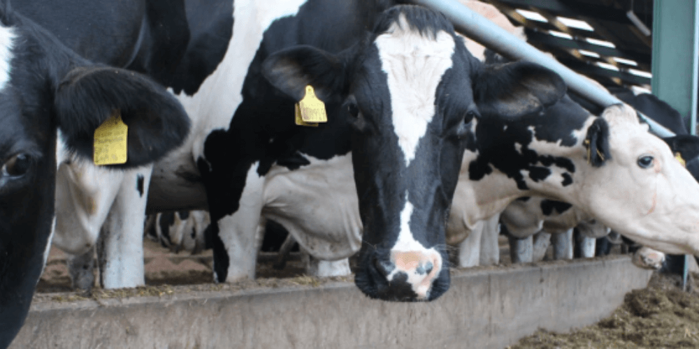 Cows in a cattle shed.